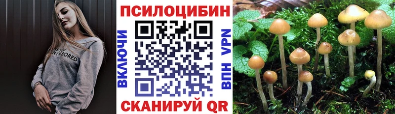 Псилоцибиновые грибы Psilocybe Медвежьегорск